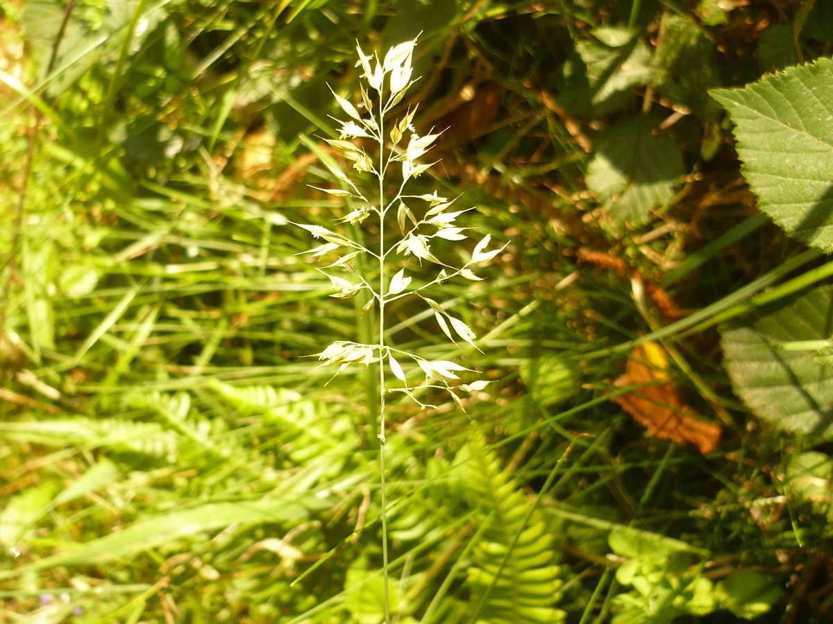 Holcus mollis subsp. mollis (Poaceae)